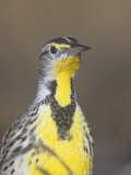 Eastern Meadowlark Head, Sturnella Magna, North America Photographic Print by Arthur Morris