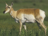 Female Pronghorn, Antilocapra Americana, North American Grasslands Lámina fotográfica por Joe McDonald