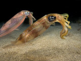 David Fleetham - Reef Squids (Sepioteuthis Lessoniana), Hawaii, USA - Fotografik Baskı