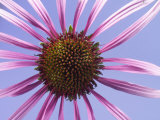 Eastern Purple Coneflower Photographic Print by Solvin Zankl