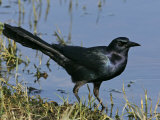 Boat-Tailed Grackle, Quiscalus Major, Eastern USA Photographic Print by John Cornell