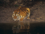 Bengal Tiger Drinking, Panthera Tigris, Asia Photographic Print by Adam Jones
