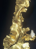 Native Gold (Au) from the Historic Central California Gold Rush Country, USA Photographic Print by Ken Lucas