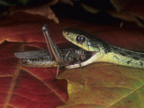 Eastern Garter Snake (Thamnophis Sirtalis Sirtalis) Eating a Grasshopper Fotografisk trykk av Bill Beatty
