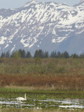 Trumpeter Swan Swimming in an Arctic Pond, Cygus Buccinator, Cordova, Alaska, USA Photographic Print by Arthur Morris