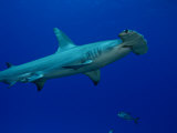 Great Hammerhead Shark (Sphyrna Mokarran), Bahamas Photographie par David Fleetham