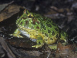 Argentine or Ornate Horned Frog, Ceratophrys Ornata, South America Photographic Print by John & Barbara Gerlach