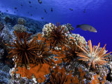 David Fleetham - Slate Pencil Sea Urchins (Heterocentrotus Mammillatus) on a Coral Reef, Hawaii, USA - Fotografik Baskı
