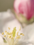 Close-Up of Apple Blossom Flower Parts Photographic Print