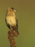 A Bobolink, Dolichonyx Oryzivorus, with a Caterpillar in its Bill, North America Photographic Print by John & Barbara Gerlach