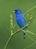 Male Indigo Bunting (Passerina Cyanea), Eastern USA Photographie par Steve Maslowski