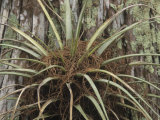 Bromeliad Epiphytic Air Plant, Bromelie, Corkscrew Swamp South Florida, USA Lámina fotográfica por Fritz Polking Bromeliad Epiphytic Air Plant, Bromelie, Corkscrew Swamp South Florida, USA Lámina fotográfica por Fritz Polking