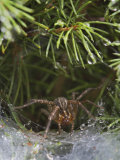 Grass Spider or Funnel Weaver, Agelenopsis Spp., Louisville, Ky Photographic Print by Adam Jones