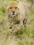 Cheetah Cub Walking Through Savanna Grasses, Actinonyx Jubatus, East Africa Photographic Print by Joe McDonald