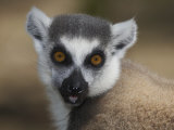 Ring-Tailed Lemur Face (Lemur Catta), Madagascar Photographic Print by Christopher Crowley