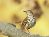 Brown Thrasher (Toxostoma Rufum), North America Photographie par Steve Maslowski
