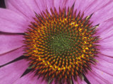 Close-Up of Purple Coneflower Ray and Disk Flowers (Echinacea Purpurea), Eastern USA Photographie par Rob & Ann Simpson