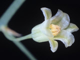 Asparagus Flower, Asparagus Officinalis Photographic Print by Jerome Wexler
