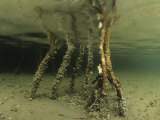 Roots of a Red Mangrove with Epiphytic Life (Rhizophora Mangle) Lámina fotográfica por Richard Herrmann Roots of a Red Mangrove with Epiphytic Life (Rhizophora Mangle) Lámina fotográfica por Richard Herrmann