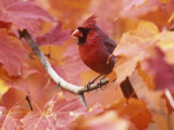 Male Northern Cardinal (Cardinalis Cardinalis) in a Fall Maple Tree (Acer), Eastern USA Photographic Print by Steve Maslowski