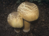 Red-Staining Mushroom, Agaricus Silvaticus, North America Photographic Print by Jana Jirak