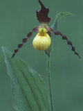 Yellow Lady's Slipper, Cypripedium Calceolus, Orchidaceae, North America Lámina fotográfica por John & Barbara Gerlach Yellow Lady's Slipper, Cypripedium Calceolus, Orchidaceae, North America Lámina fotográfica por John & Barbara Gerlach