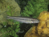 Creek Chub (Semotilus Atromaculatus), Virginia, USA Photographic Print by Rob & Ann Simpson