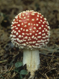 Fly Agaric Mushroom, Amanita Muscaria, a Poisonous Mushroom, North America Photographic Print by Fritz Polking
