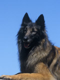 Belgian Tervuren Variety of Domestic Dog Photographic Print by Cheryl Ertelt