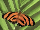 Banded Orange Heliconian Butterfly (Dryadula Phaetusa), Family Heliconiidae Photographic Print by Leroy Simon