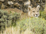 A Puma, Cougar or Mountain Lion, Felis Concolor, Torres Del Paine, Chile, South America Photographic Print by Joe McDonald
