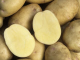 Yukon Gold' Potato Variety Photographic Print by Wally Eberhart