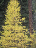 Larch or Tamarack Tree in Fall Colors, Larix, One of the Few Deciduous Conifers, North America Photographic Print by David Matherly