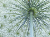 Queen Anne's Lace or Wild Carrot Flower Viewed from Below, Daucus Carota, North America Photographie par Adam Jones