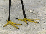 Snowy Egret Feet Close-Up, Egretta Thula, North America Photographic Print by Arthur Morris