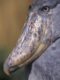Head of the Whale-Headed Stork, Balaeniceps Rex, Uganda, Africa Photographic Print by Joe McDonald