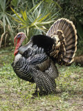 Male or Tom Osceola Wild Turkey Displaying, Meleagris Gallopavo Osceola, Florida, USA Photographic Print by Charlie Heidecker