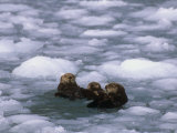 Sea Otter Group (Enydra Lutris) Swimming in Icy Water, Alaska, USA Fotografisk tryk af Patrick Endres Sea Otter Group (Enydra Lutris) Swimming in Icy Water, Alaska, USA Fotografisk tryk af Patrick Endres
