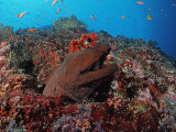 Giant Moray Eel (Gymnothorax Javanicus) Maldive Islands, Indian Ocean Photographie par Reinhard Dirscherl