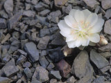 Bitterroot Flower, Lewisia Rediviva, the Montana State Flower, USA Photographic Print by John & Barbara Gerlach