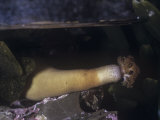 Peanut Worm (Themiste Pyroides) Photographie par Stan Elems