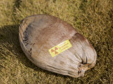 Radioactive Coconut at Bikini Atoll, Marshall Islands, Micronesia, Pacific Ocean Photographic Print by Reinhard Dirscherl