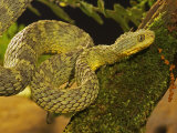 Bush Viper, Atheris Squamiger Photographic Print by Jack Michanowski