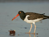 American Oystercatcher, Haematopus Palliatus, with a Sea Urchin, North America Photographic Print by Arthur Morris