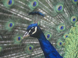 Close-Up of a Male Peacock Displaying (Pavo Cristatus) Photographic Print by Tom Ulrich