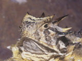 Texas Horned Lizard Head, Phrynosoma Cornutum, North America Photographic Print by Jim Merli