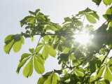 Photosynthesis in Action, with the Sun Shining Through Deciduous Leaves Photographic Print