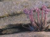 Live Forever, Dudleya Saxosa, Crassulaceae, Mojave Desert, California, USA Photographic Print by John & Barbara Gerlach