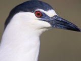 Black-Crowned Night Heron Head, Nycticorax Nycticorax, North America Photographic Print by Arthur Morris