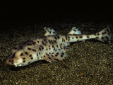 Bullhead Shark (Heterodontus Quoyi), Galapagos Islands Photographic Print by David Fleetham